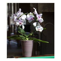 Vaso e sottovaso per orchidee L colore verde
